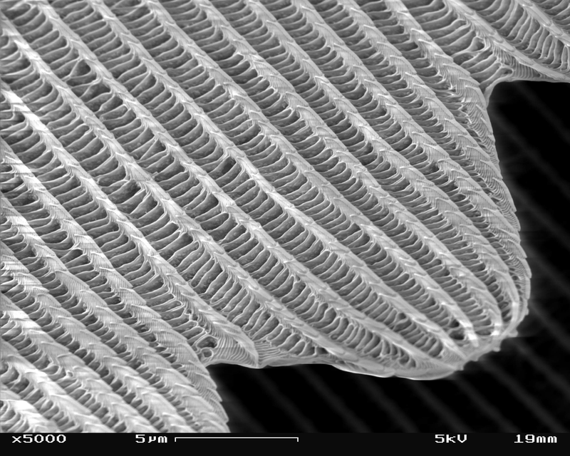 Illustration for article titled How Nanoscale Optics Create Nature's Most Dazzling Colors